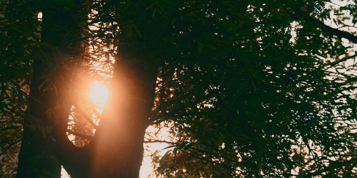 cthrough-ZtbAnzy6z9w-unsplash